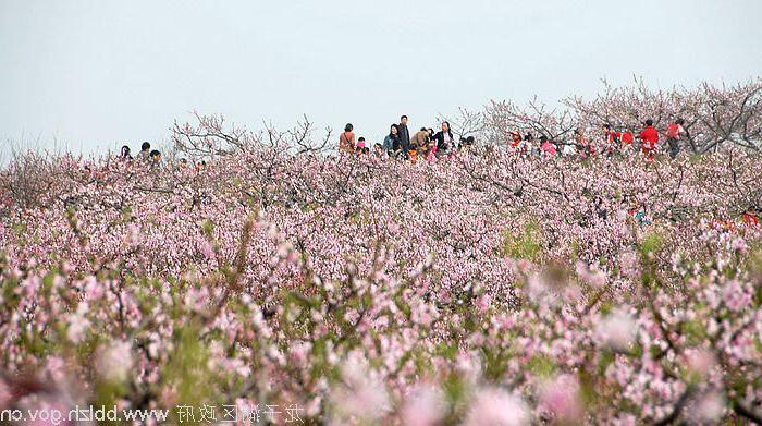 菠菜app有哪些