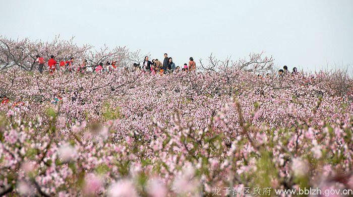 菠菜app有哪些